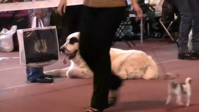 Выставка собак в Донецке 2010 11 06 104913 смотреть онлайн