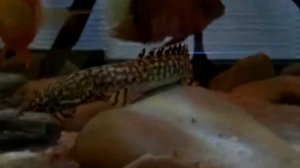 Аквариум с южной Америкой на 420литров с северумами.