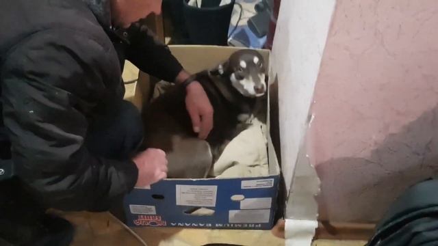 С днем рождением Малыши. смотреть онлайн