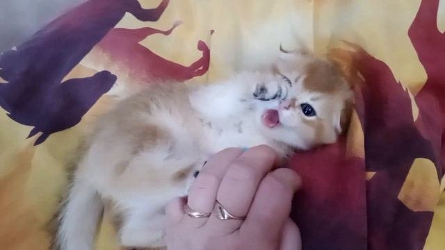 шотландские котята
