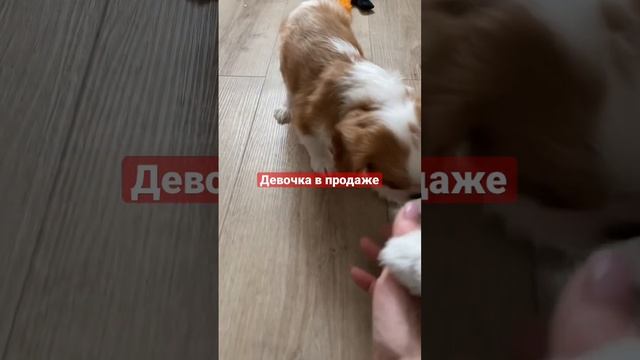 С полным пакетом документов. РКФ. тел 89157407682 #собака #купитьщенка #кавалеркингчарльзспаниель# смотреть онлайн