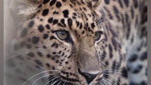 Дальневосточной леопард.