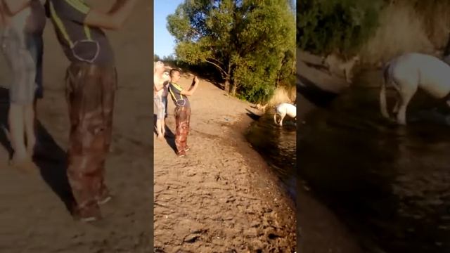 Купание лошадей смотреть онлайн