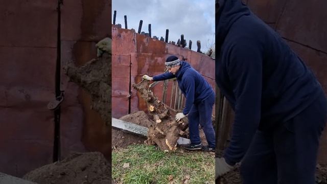 Выкорчевывание пня