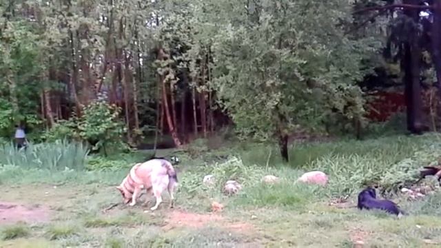 Собаки и вороны ч.8 2017 06 09 19 59 53 смотреть онлайн