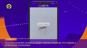 Давеча | 06.12.2024 |Зимние комары