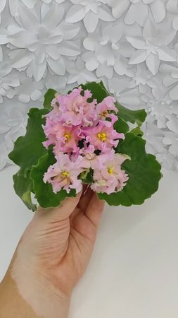 Фиалка АВ-Златые Горы