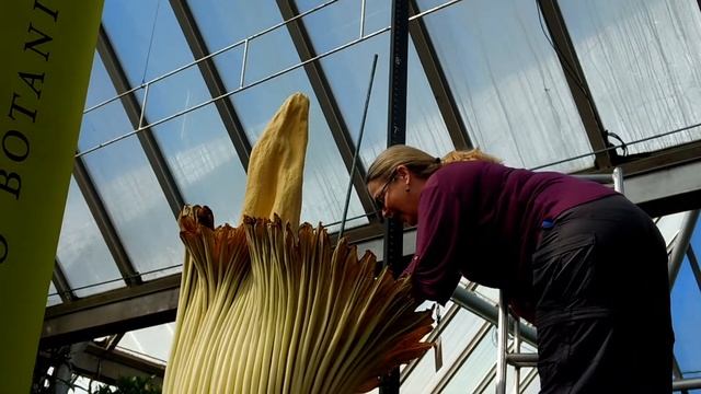 Science in Action! Attempt to collect pollen Titan Arum Chicago Botanic Garden смотреть онлайн