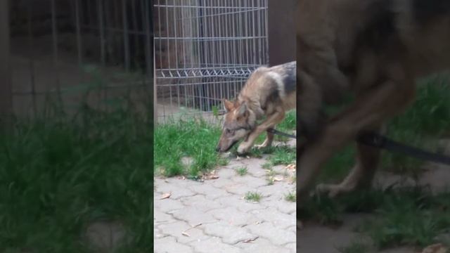 В доме волка. смотреть онлайн