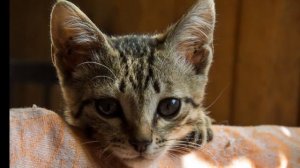 Памяти котика Дживы посвящается