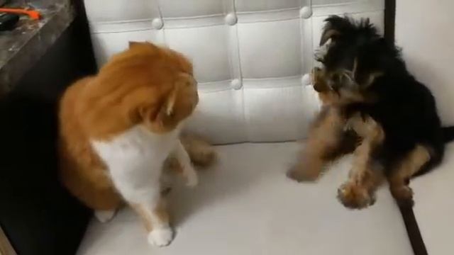 Кошки против собак смотреть онлайн