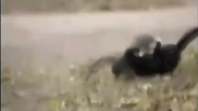 Собака разнимает котов.