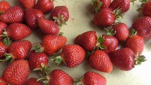 АУДЖИ . Новый сорт земляники садовой из Италии. Смотрим и оцениваем/Коллекция Светланы Татур.