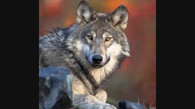 new moon walk thru 0001 смотреть онлайн