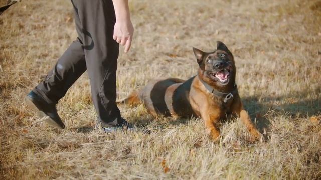 German Shepherd VS Rottweiler (9 Key Facts About Rottweiler & German Shepherd) смотреть онлайн