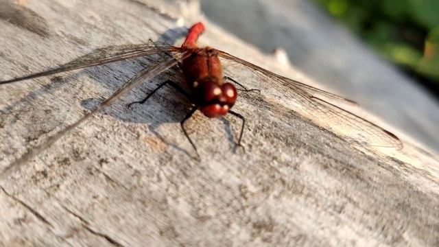 Красная #Стрекоза 🐞 #Насекомые 🪰 и Природа Украины Red #Dragonfly - Insects & #Nature of Ukraine 4K