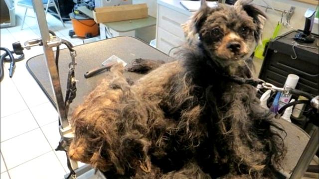 Бездомную собаку постригли впервые за всю жизнь, ИЗМЕНИЛАСЬ ДО НЕУЗНАВАЕМОСТИ смотреть онлайн