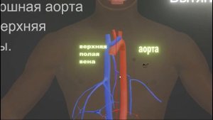 Аорта ,брюшная аорта и верхняя , нижняя полые вены