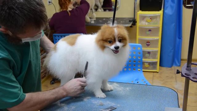 Стрижка шпица смотреть онлайн