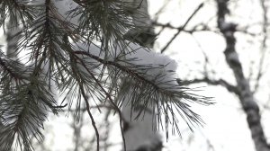 Программа "Главные новости" на 8 канале от 06.12.2024 Часть 2