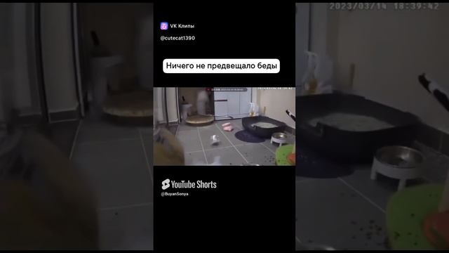 Жаль котика