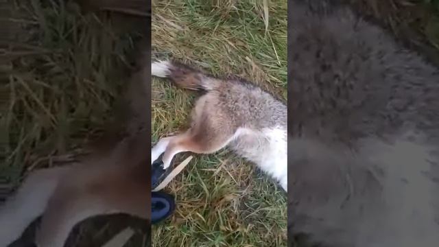 Охота на волка. Преродное анамалие смесь Шакала с Собакой