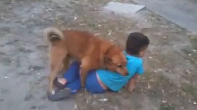 Мальчика носилует собака! смотреть онлайн