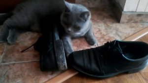 КОШКА И САПОГИ😂