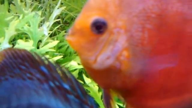 дискусы и неокардинки смотреть онлайн