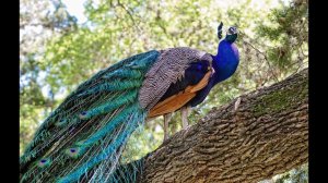 PeacockStudent. Стрим еженедельного турнира Russian Invitational на MahjongSoft
