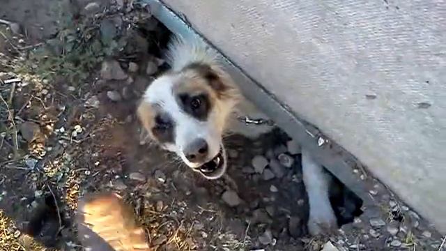 Встретил собачку смотреть онлайн