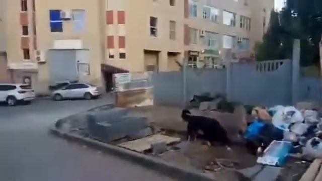 На запущенной свалке в Юбилейном поселилась стая бездомных собак смотреть онлайн