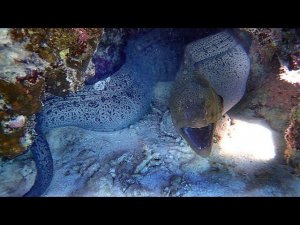 В одной норе с муреной