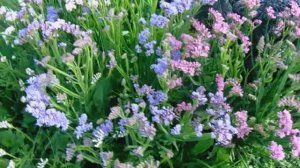 Статица - Выращивание и Уход  на Урале. Использование во Флористике для составления зимних букетов.