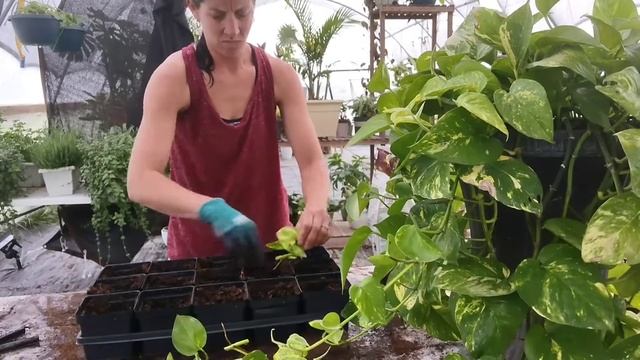 Propagating a Golden Pothos