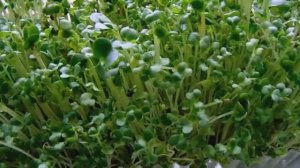 Микрозелень за 5 дней - Выращивание Дома   из семян Горчицы, Редиса, Брокколи, Кресс Салата...