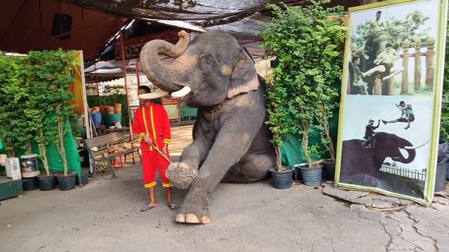 Индийский слон, г. Аюттхае, Тайланд, 7 февраля 2020 г. смотреть онлайн