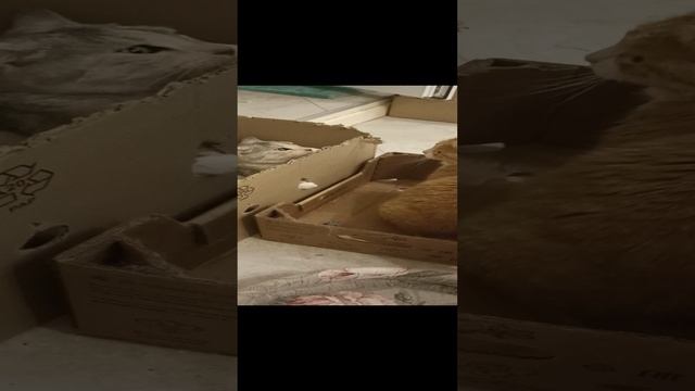 Ночные забавы.