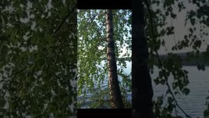 Русские березы.