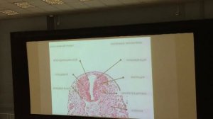 Гистология 2 курс