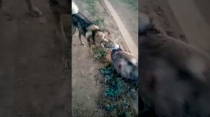 Охота на барсука с Лайками 2020 ЗСЛ Каюр 2 года