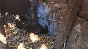 Кошку вместе с котятами выбросили на улицу. Но произошло Невероятное!