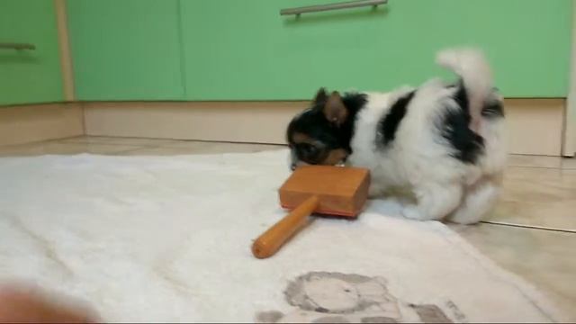 Бивер-йорк, Снежное Королевство АВАТАР, 50 дней! Резерв! смотреть онлайн