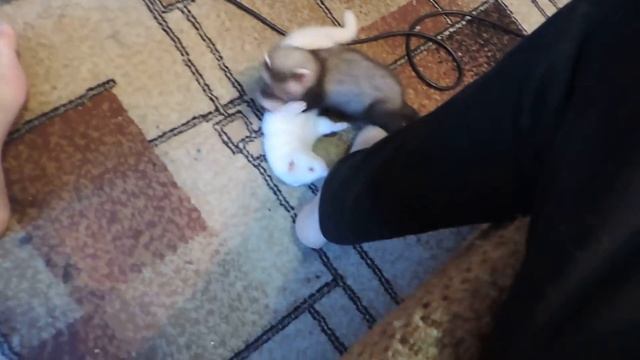 ХОРЬКИ ХУЛИГАНЯТ смотреть онлайн