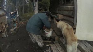 Хаски -охотничья собака.