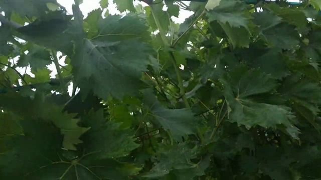 Виноград. Чтобы спящие*почки ,- спали смотреть онлайн