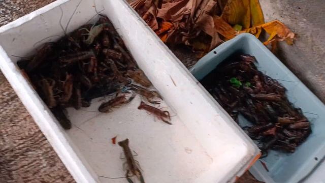 mengurangi kematian lobster air tawar sebelum masuk kolam смотреть онлайн