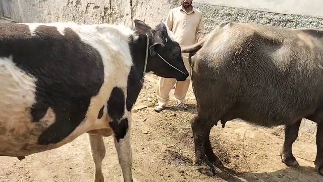 dhani breed смотреть онлайн