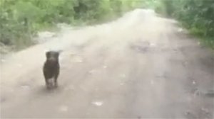 Перцовый баллончик против Собак-11 Перец. Город глазами велосипедиста #290