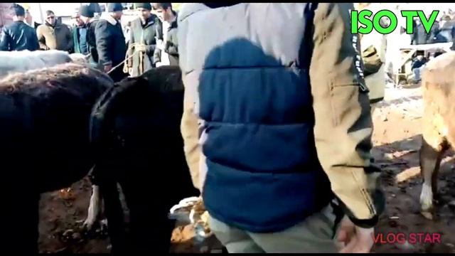 НАРХИ ХАР - 😄 МОЛБОЗОР !МОЛИ МАИДА  БУКАЧА ВА ГУНАЧИ ХОХИШИ ПОДПИСЧИКО смотреть онлайн